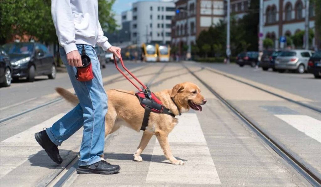 how much does it cost to train a service dog