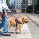 how much does it cost to train a service dog