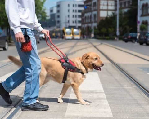 how much does it cost to train a service dog