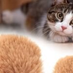 heardfurball852