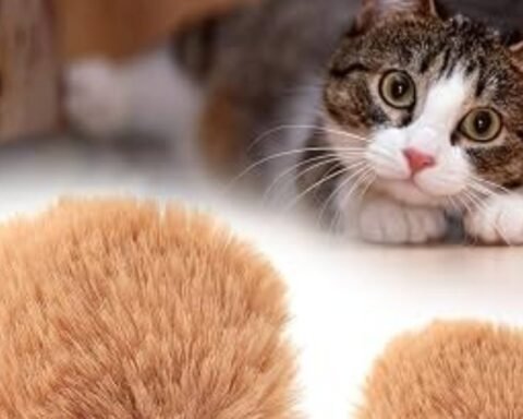 heardfurball852